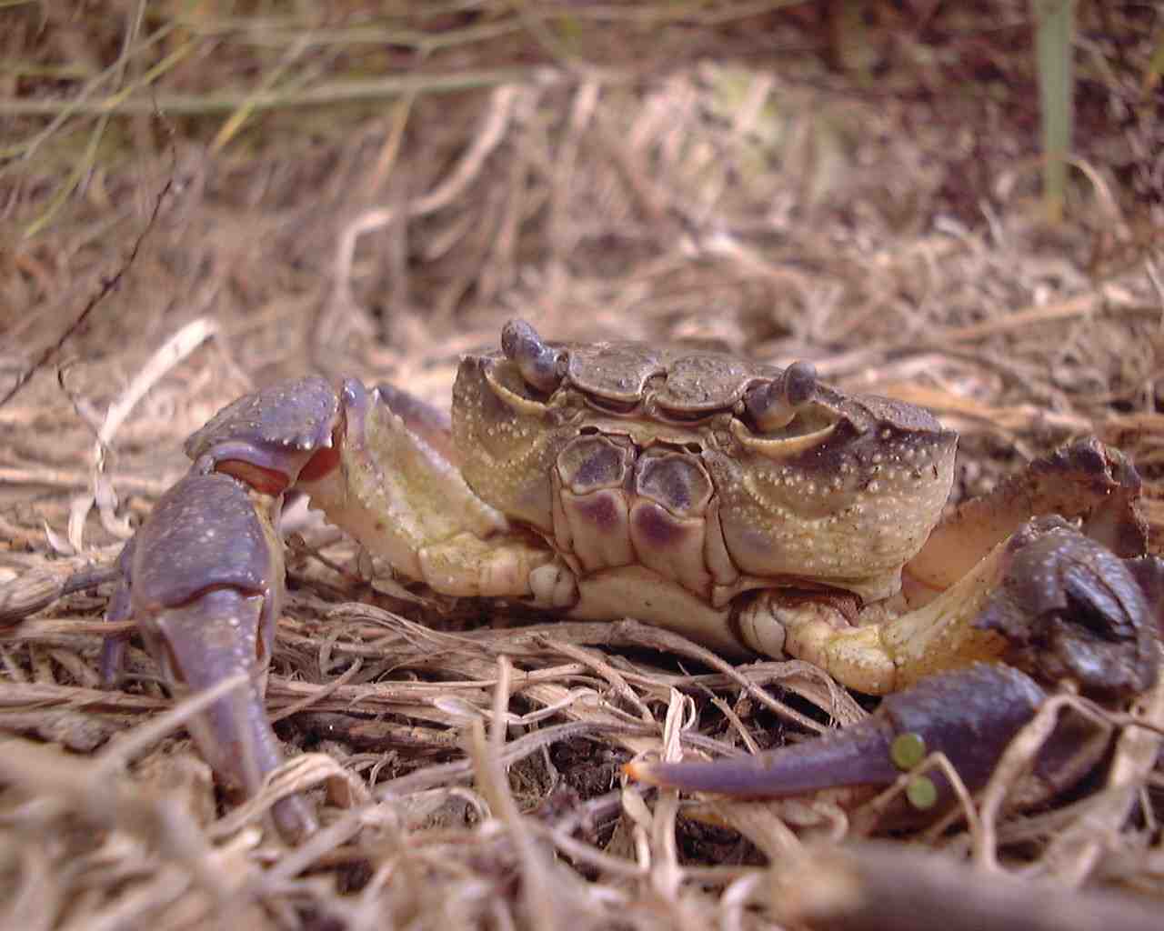 maltesefreshwatercrab.jpg